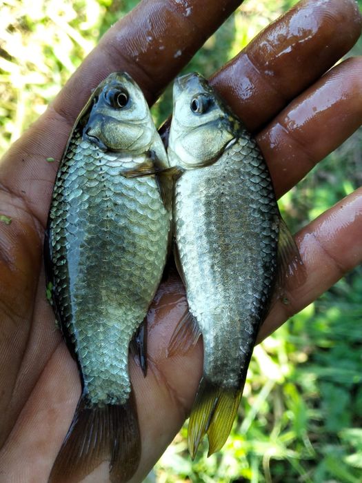Caras viu pentru populare