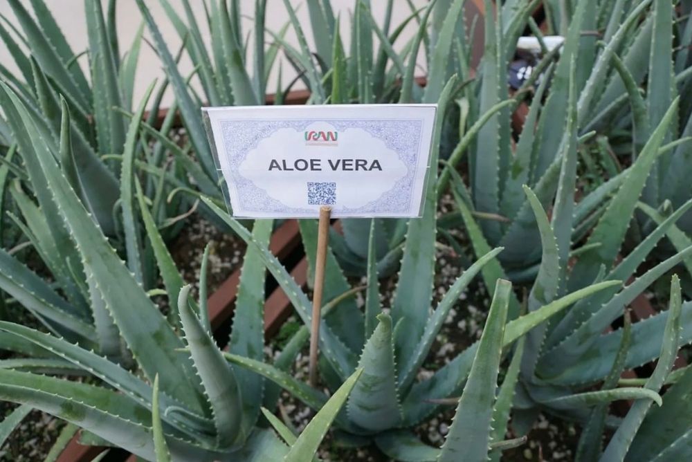 Алоэ    вера   1000тг.