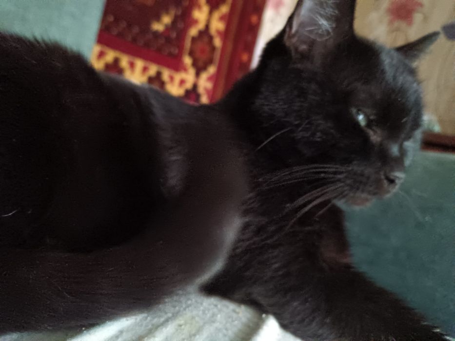 Потерялась кошка