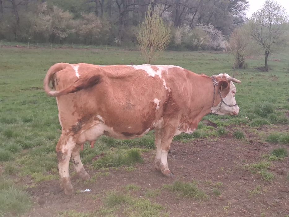 Vand vaci fatate si gestante