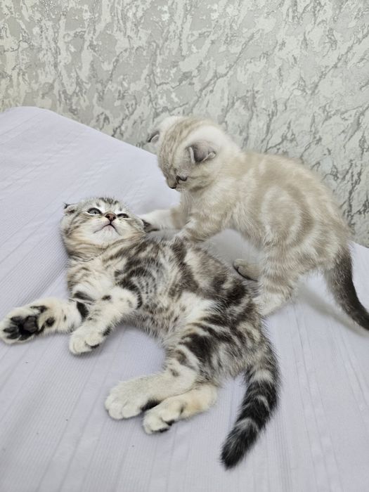Продаются породистые котята скотиш фолд 2 девочки и 2 мальчика