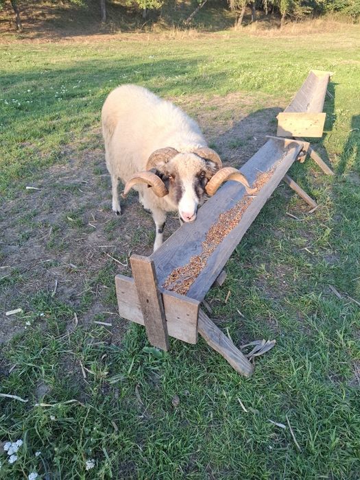 Vând berbec rasa țurcană