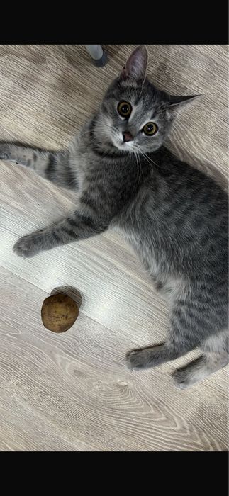 Кошка британская