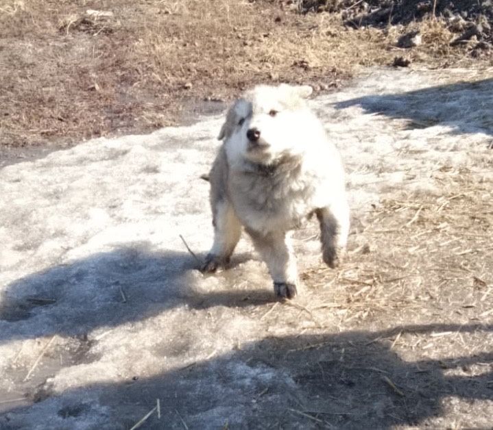 Отдам щенка в добрые руки
