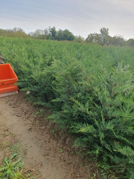Pret minim garantat, Leylandii super soluție pentru gard viu