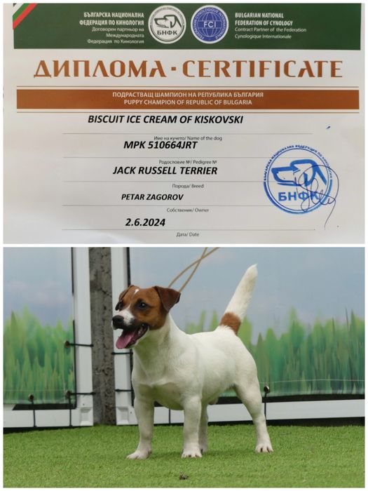 Джак Ръсел, родословие