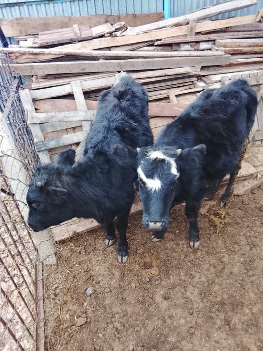 Продам тёлочек 2025 года