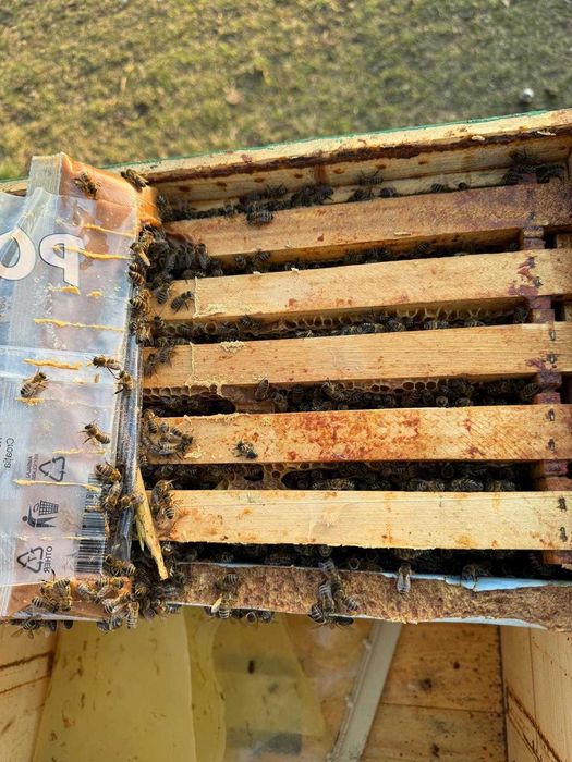 Vând Familii de albine