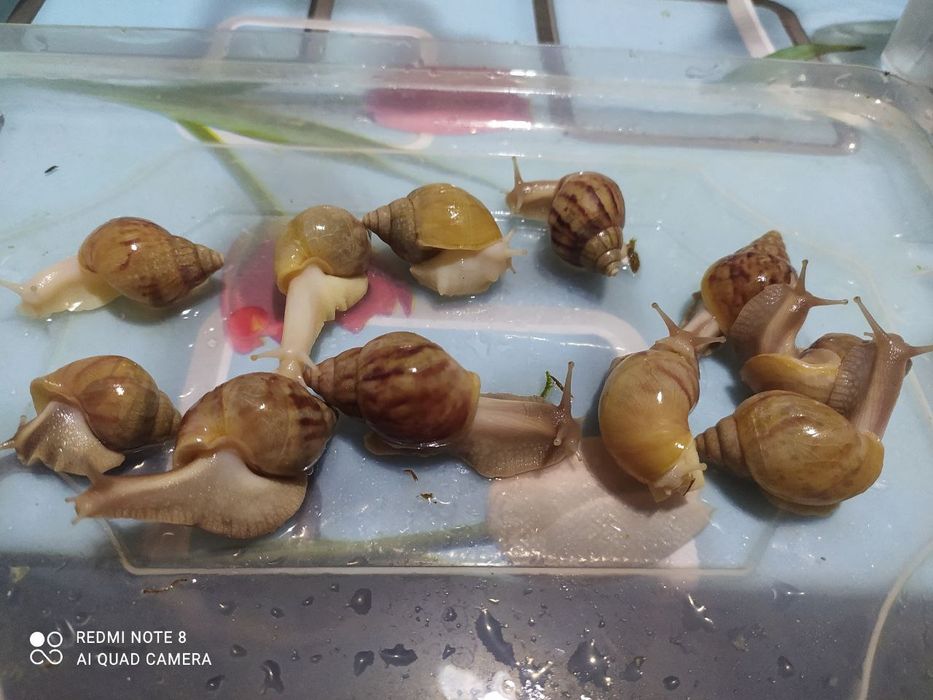 Ulitkaterapiya uchun ajoyib ULITKALAR!