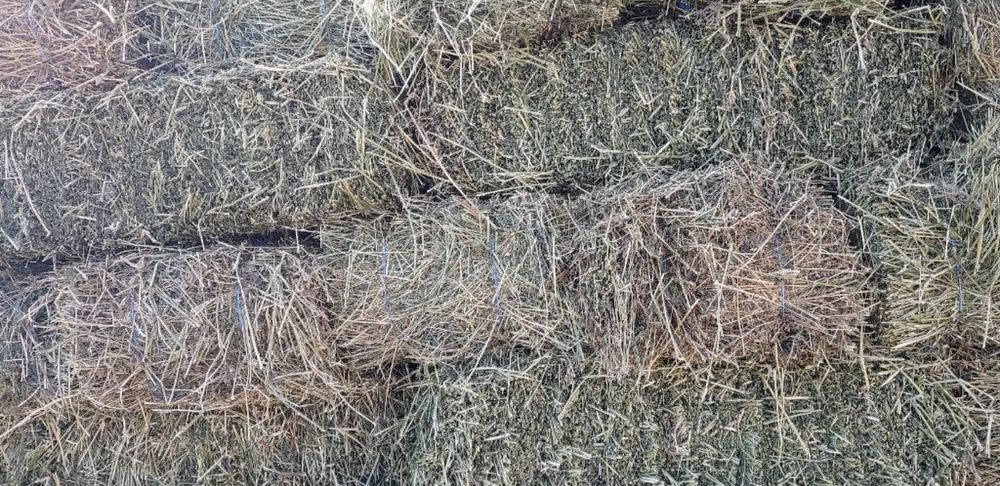 Baloți de lucernă si fân