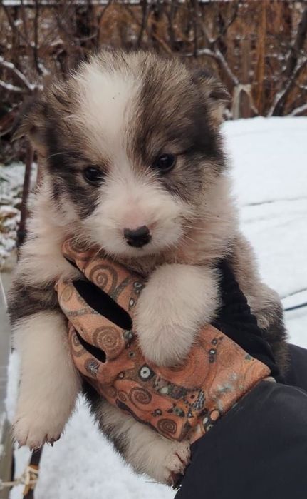 Отдам щенка в добрые руки