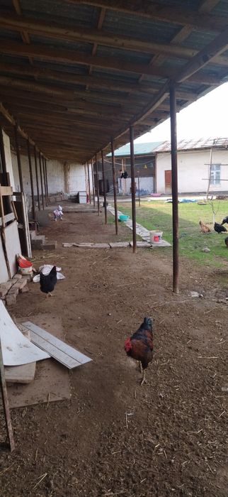 Turkiston QFY da,yer sotiladi