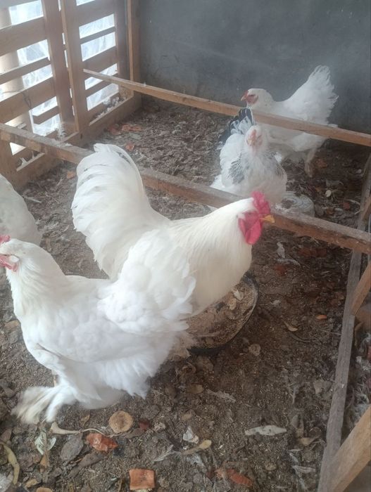Birama tovuq xorozlari