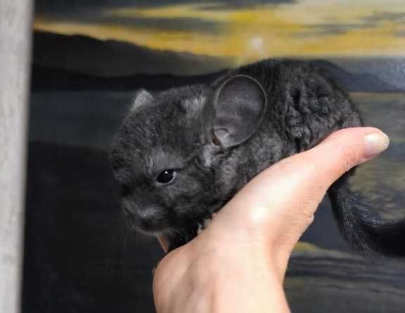 Шиншиллы девочка и мальчики