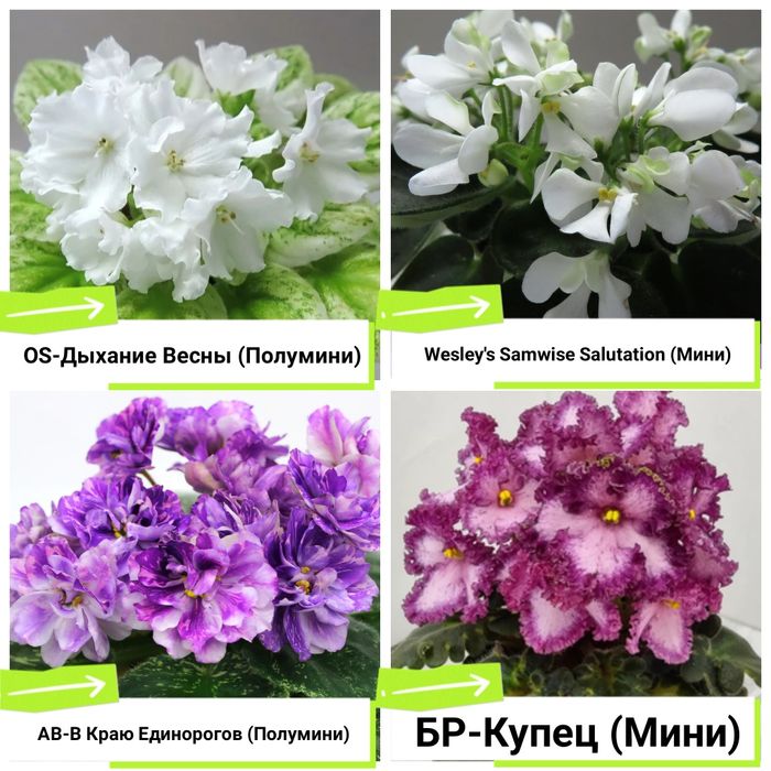 Фиалки сортовые продам