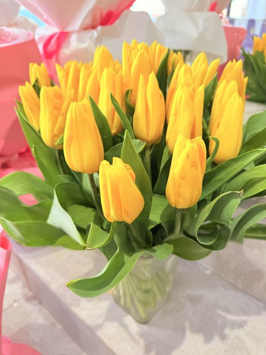 Қызғалдақ, Тюльпан