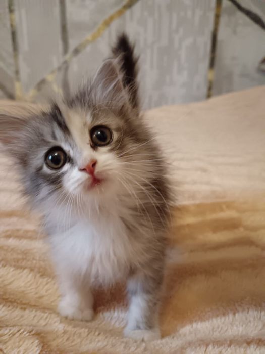 Отлам котенка в добрый руки.