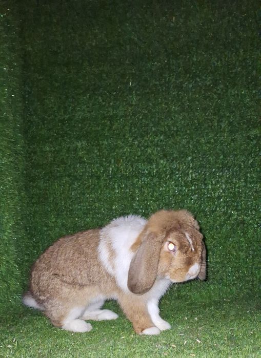 Split  sames  sotiladi