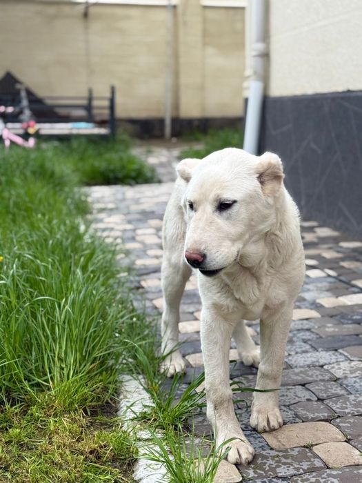 Продается собака Алабай