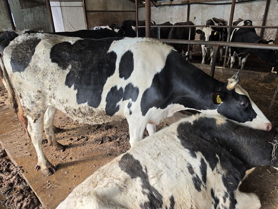 Vând o vaca și doua junci