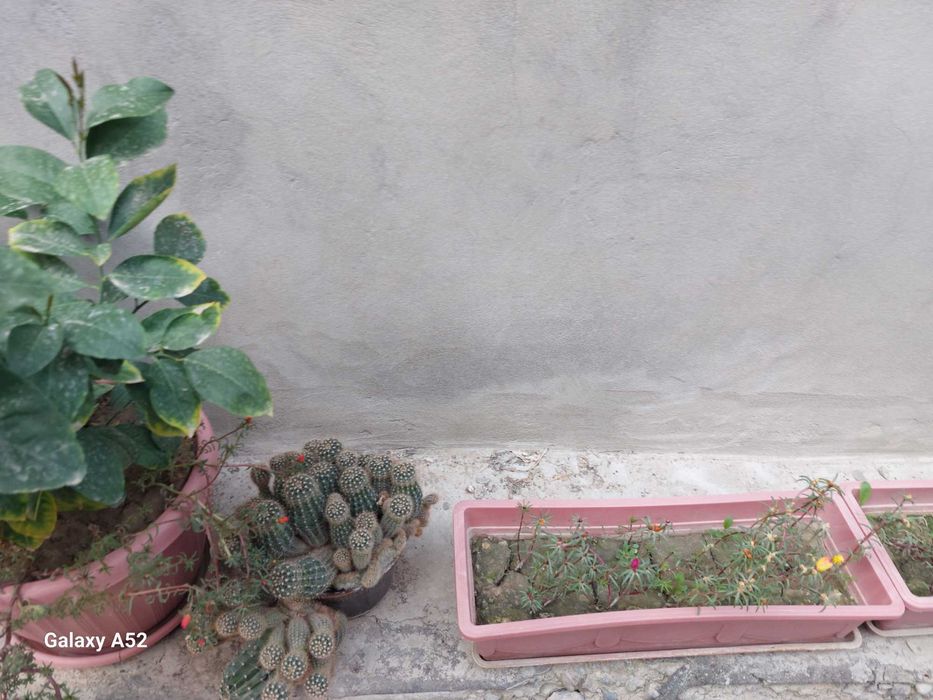 Продается комнатные цветы