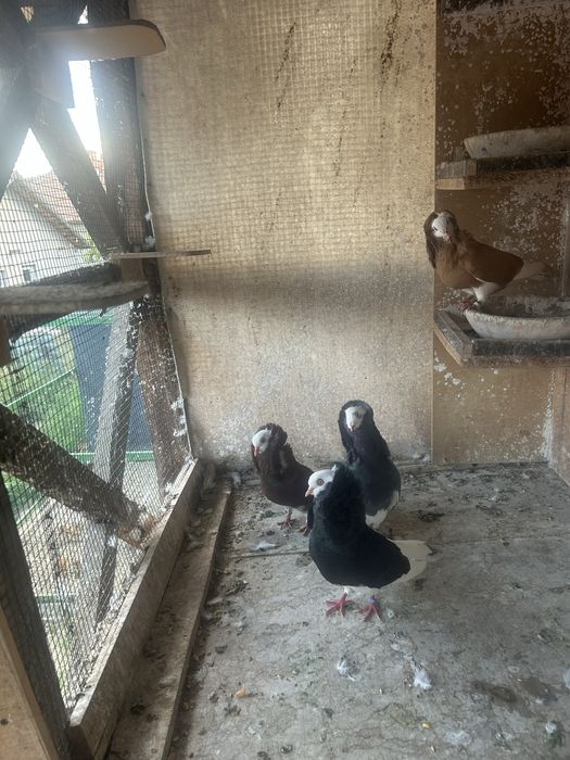 Porumbei voiajori si de ornament