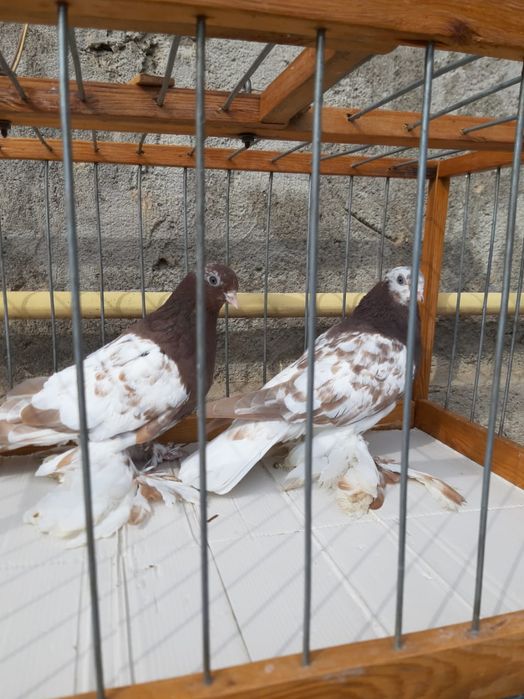 Голуби Голуби ..