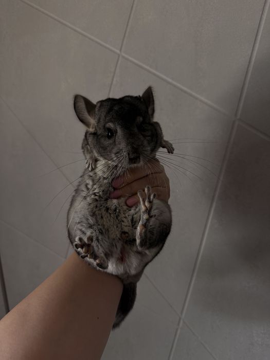 Продам шиншилу мальчик