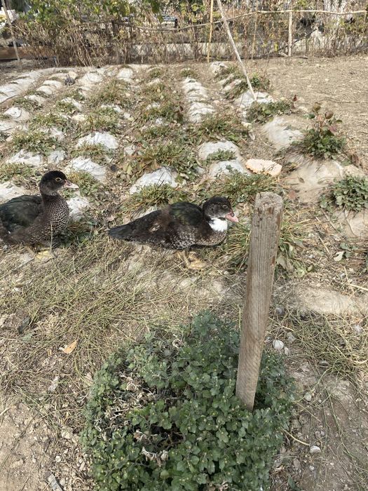 индоутки домашние