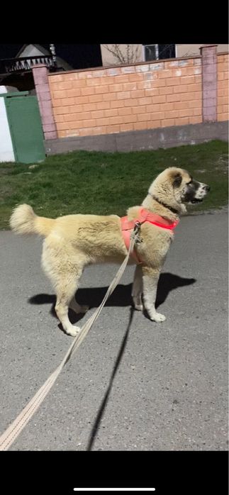 тобет 10 айлык сатылады