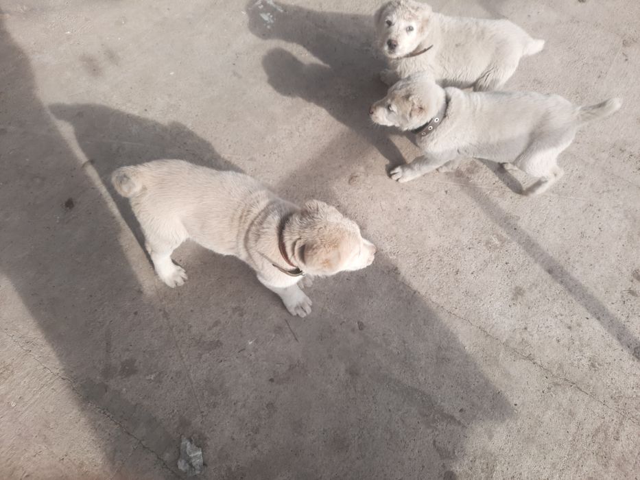 Щенки Алабайчиков девочки 50000тн