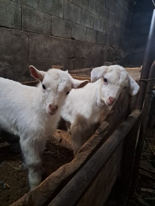 Еркек лақтар Шібіш