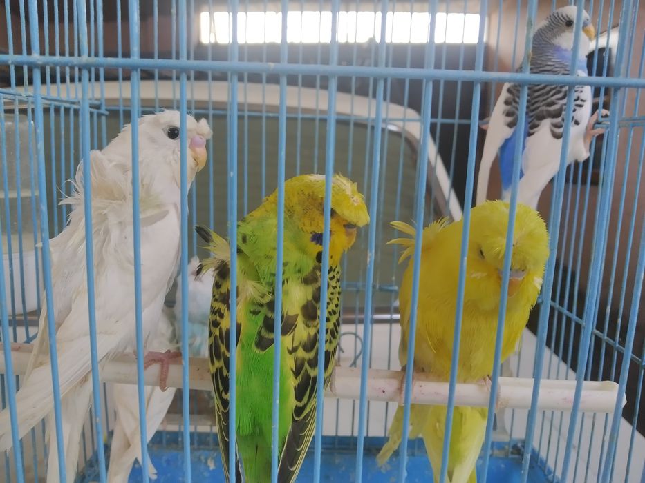 Валнистий бабочка папугай