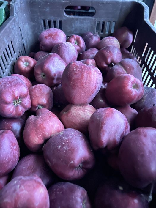 Mere consum de vanzare !!! Idared , prince , delicios , golden !!!