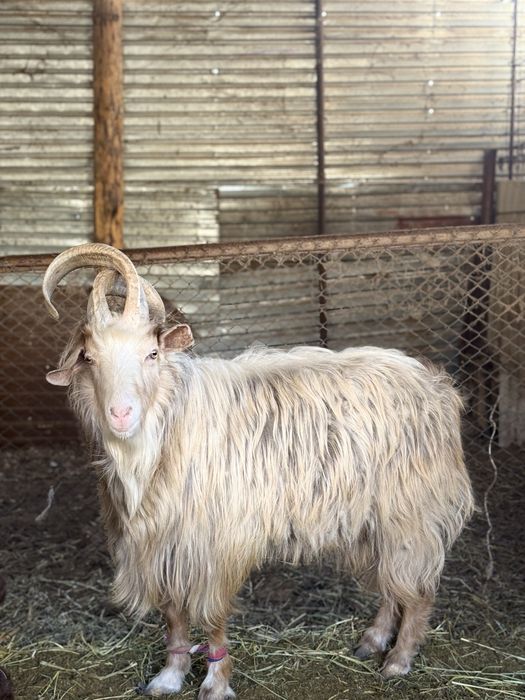 Теке-Ешкілер козлы и козы