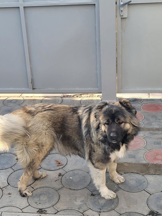 Кавказкая овчарка