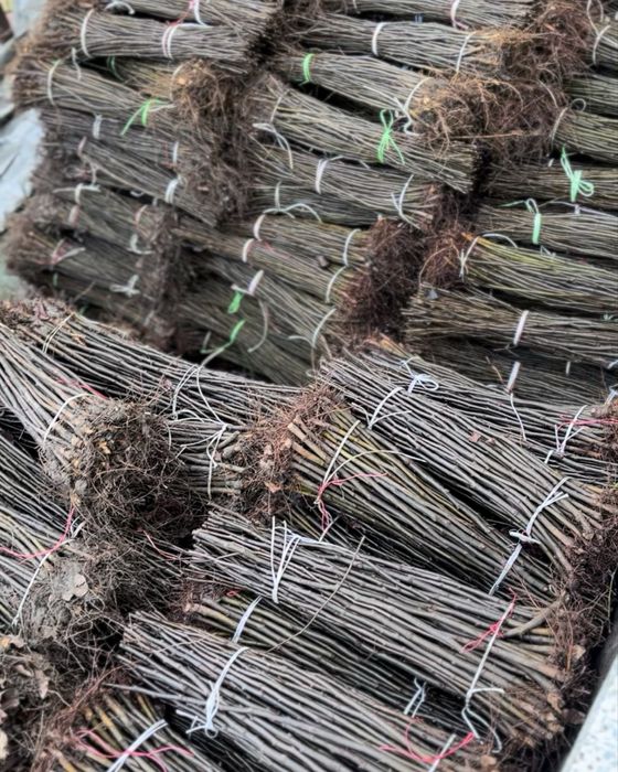 Material saditor pentru pomi fructiferi - Portaltoi de la producator