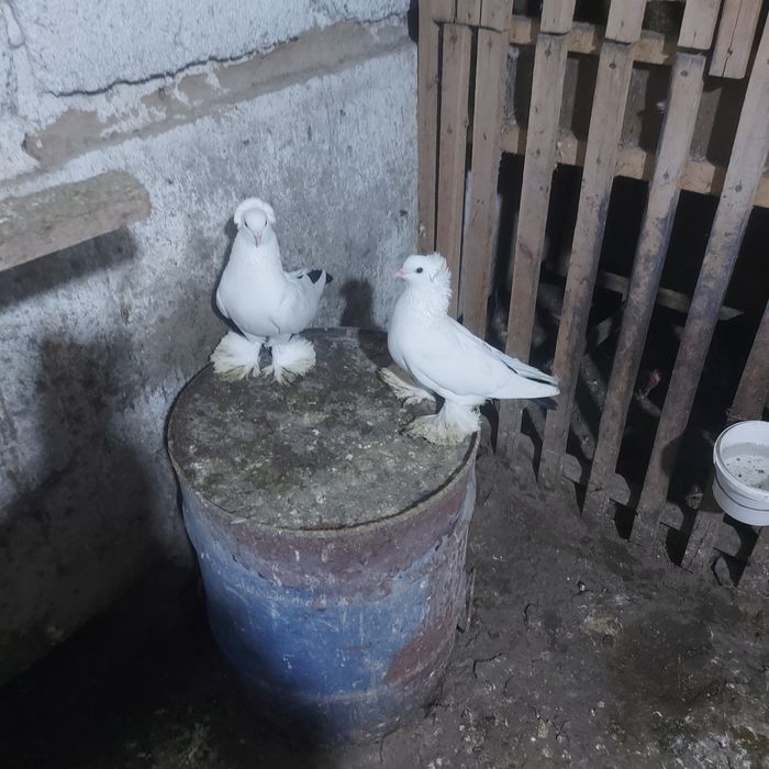 Чернахвость чубати обрезные старапародный