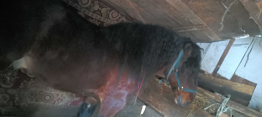 Vând o manza și un mânz oferta