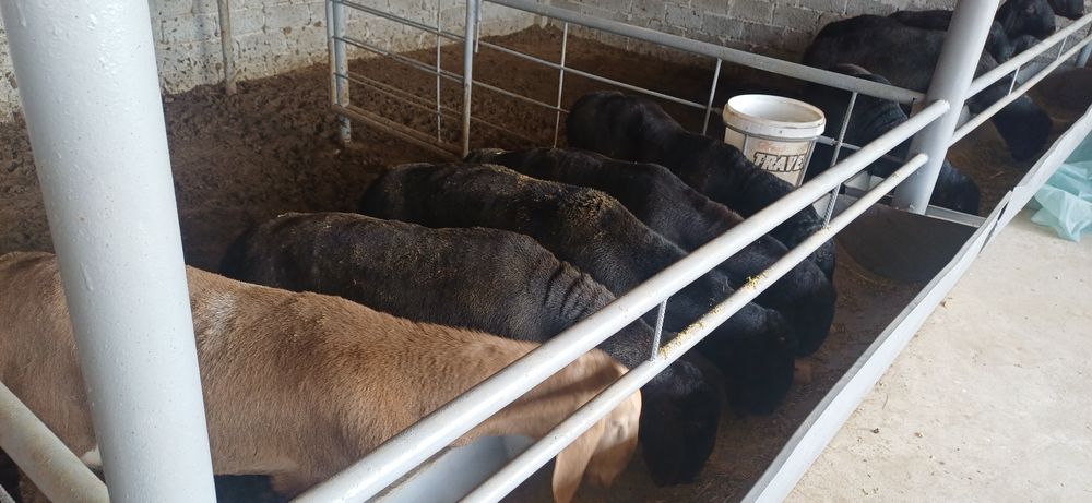 Hisori qozi qochqorla sotiladi