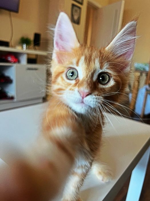 Мейн куун момиченце