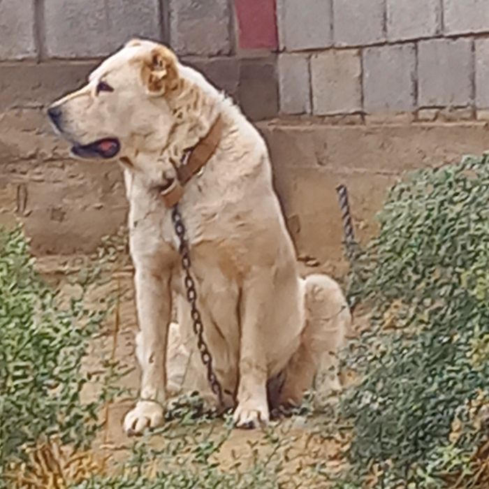 Ургашы сатылады.