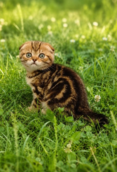 Котик Словно Маленький лесой Эльф