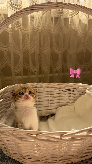 Продам породистых котят