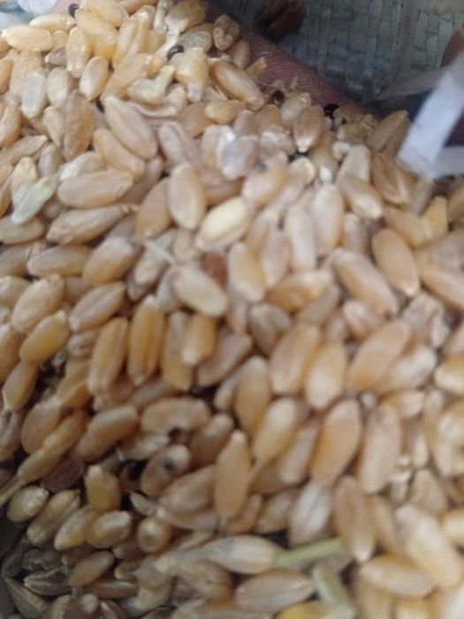 Продам овёс,  ячмень сухой