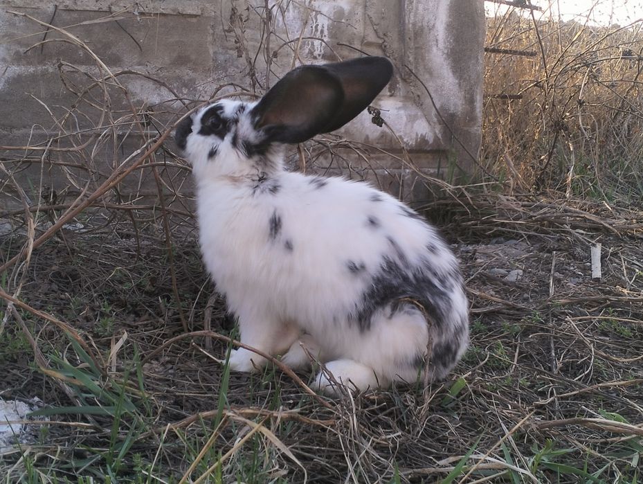 Пародистые кролики