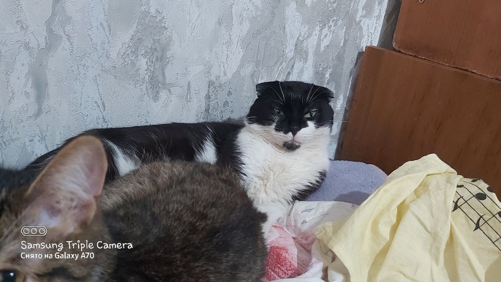 Отдам котика в добрые руки