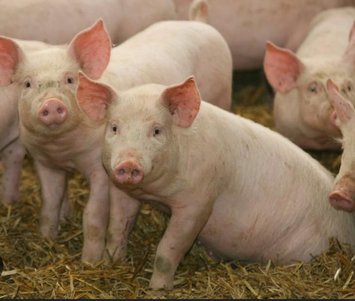 Куры поросята доставка