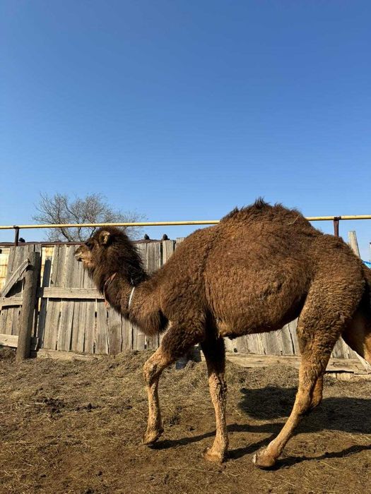 Сүтті түйелер сатылады. Аруана, нар тұқымы