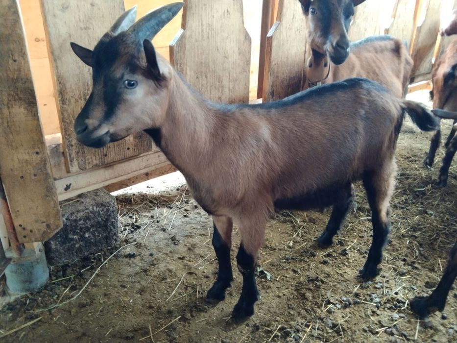 Țap alpină franceză